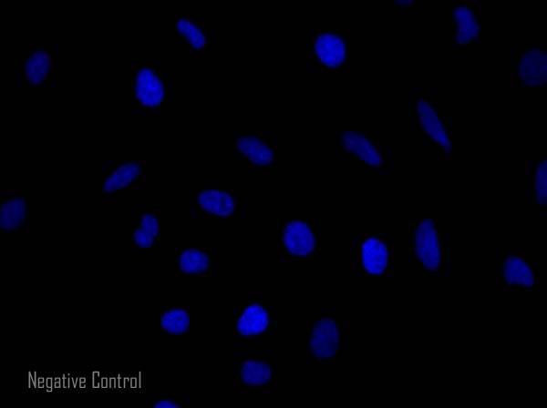 Immunocytochemistry/ Immunofluorescence - Goat Anti-Rabbit IgG H&L (Alexa Fluor® 568) preadsorbed (AB175696), expandable thumbnail