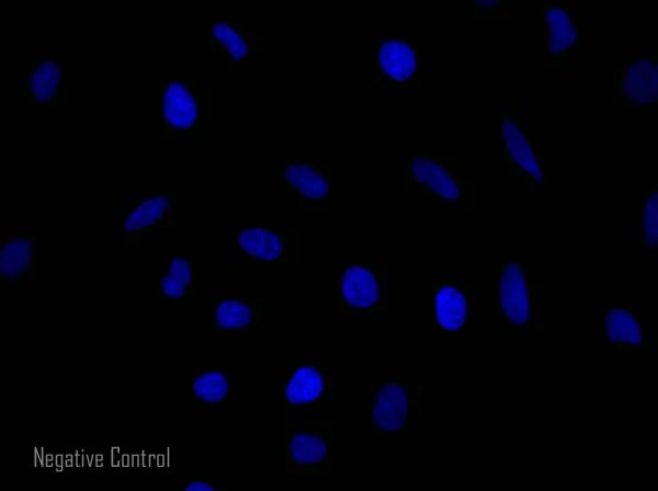 Immunocytochemistry/ Immunofluorescence - Goat Anti-Rabbit IgG H&L (Alexa Fluor® 568) preadsorbed (AB175696)