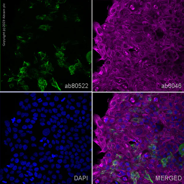 Immunocytochemistry/ Immunofluorescence - Goat Anti-Rabbit IgG H&L (Alexa Fluor® 594) (AB150080)
