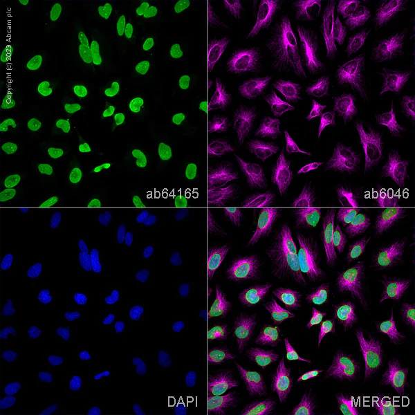 Immunocytochemistry/ Immunofluorescence - Goat Anti-Rabbit IgG H&L (Alexa Fluor® 594) (AB150080)