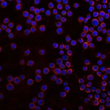 Immunocytochemistry/ Immunofluorescence - Goat Anti-Rabbit IgG H&L (Alexa Fluor® 594) (AB150080)