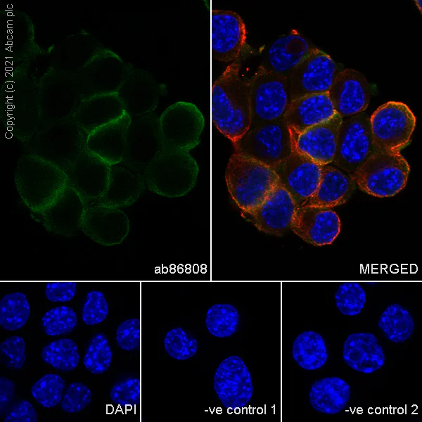Immunocytochemistry/ Immunofluorescence - Goat Anti-Rabbit IgG H&L (Alexa Fluor® 594) (AB150080)