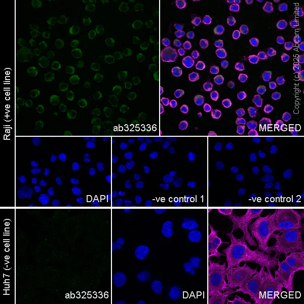 Immunocytochemistry/ Immunofluorescence - Goat Anti-Rabbit IgG H&L (Alexa Fluor® 594) (AB150080)