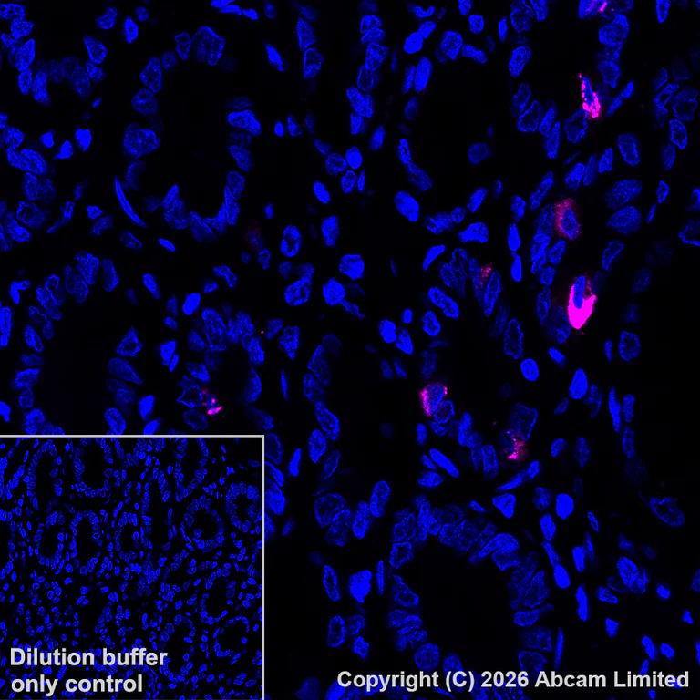 Immunohistochemistry (Formalin/PFA-fixed paraffin-embedded sections) - Goat Anti-Rabbit IgG H&L (Alexa Fluor® 594) (AB150080)