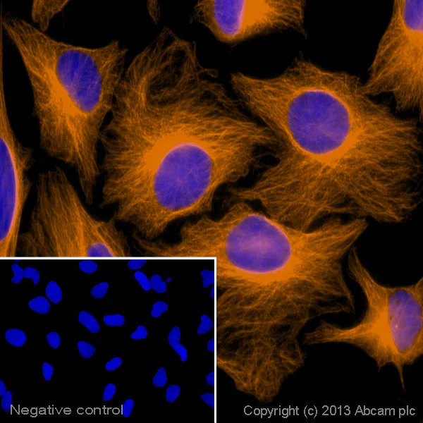 Immunocytochemistry/ Immunofluorescence - Goat Anti-Rabbit IgG H&L (Alexa Fluor® 594) preadsorbed (AB150084)