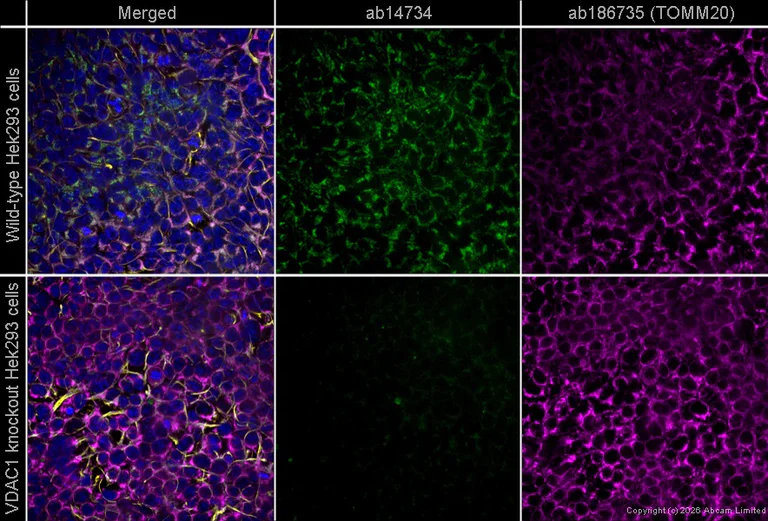 Immunocytochemistry/ Immunofluorescence - Goat Anti-Rabbit IgG H&L (Alexa Fluor® 594) preadsorbed (AB150084)