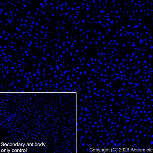 Goat Anti-Rabbit IgG (Alexa Fluor® 594) preadsorbed
