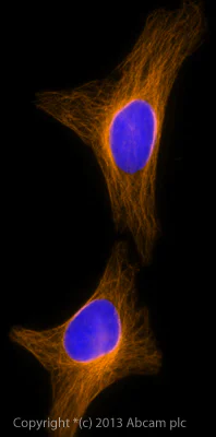 Immunocytochemistry/ Immunofluorescence - Goat Anti-Rabbit IgG H&L (Alexa Fluor® 594) preadsorbed (AB150088)