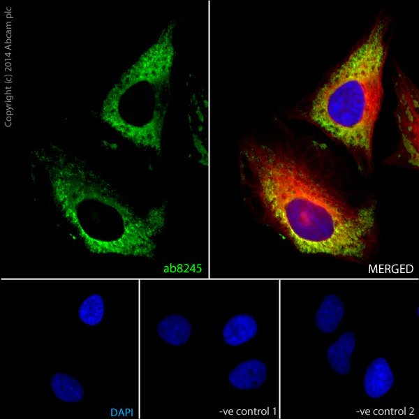 Immunocytochemistry/ Immunofluorescence - Goat Anti-Rabbit IgG H&L (Alexa Fluor® 594) preadsorbed (AB150088)