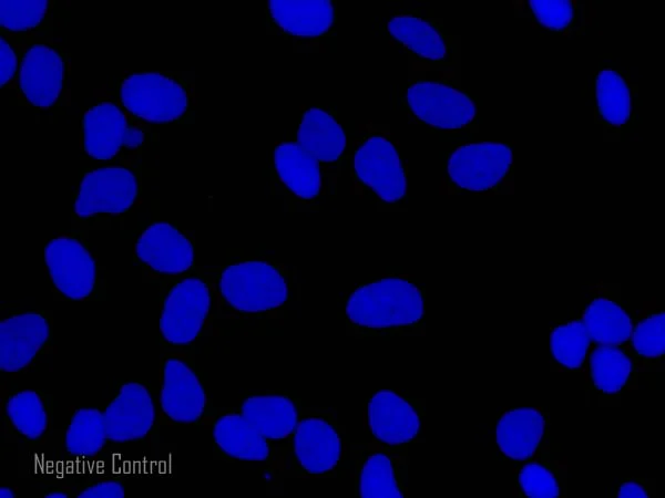 Immunocytochemistry/ Immunofluorescence - Goat Anti-Rabbit IgG H&L (Alexa Fluor® 594) preadsorbed (AB150088)