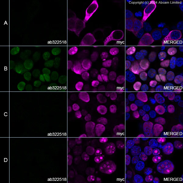 Immunocytochemistry/ Immunofluorescence - Goat Anti-Rabbit IgG H&L (Alexa Fluor® 594) preadsorbed (AB150088)