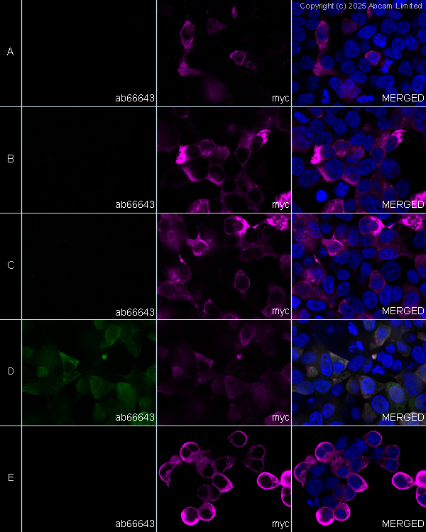 Immunocytochemistry/ Immunofluorescence - Goat Anti-Rabbit IgG H&L (Alexa Fluor® 594) preadsorbed (ab150088), expandable thumbnail