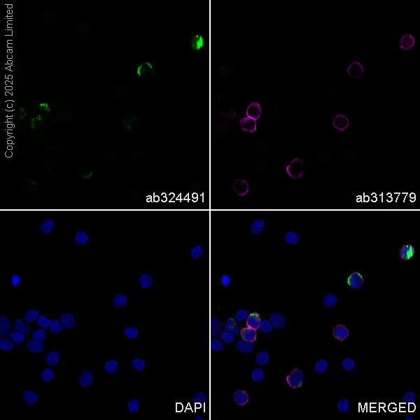 Immunocytochemistry/ Immunofluorescence - Goat Anti-Rabbit IgG H&L (Alexa Fluor® 594) preadsorbed (AB150088)