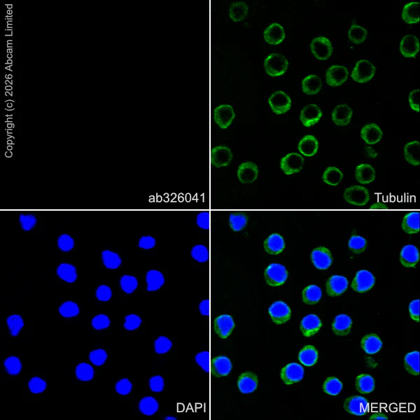 Immunocytochemistry/ Immunofluorescence - Goat Anti-Rabbit IgG H&L (Alexa Fluor® 594) preadsorbed (AB150088)