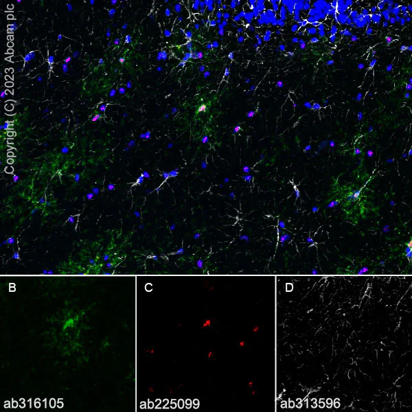 Immunohistochemistry (Frozen sections) - Goat Anti-Rabbit IgG H&L (Alexa Fluor® 594) preadsorbed (AB150088)