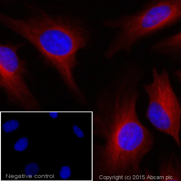 Immunocytochemistry/ Immunofluorescence - Goat Anti-Rabbit IgG H&L (Alexa Fluor® 647) (AB150079)