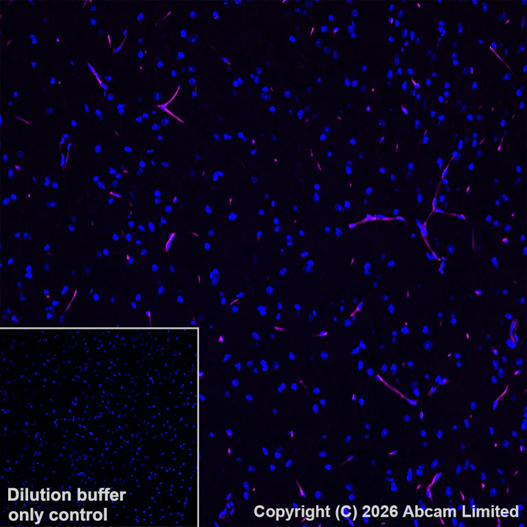Immunohistochemistry (Frozen sections) - Goat Anti-Rabbit IgG H&L (Alexa Fluor® 647) (AB150079)