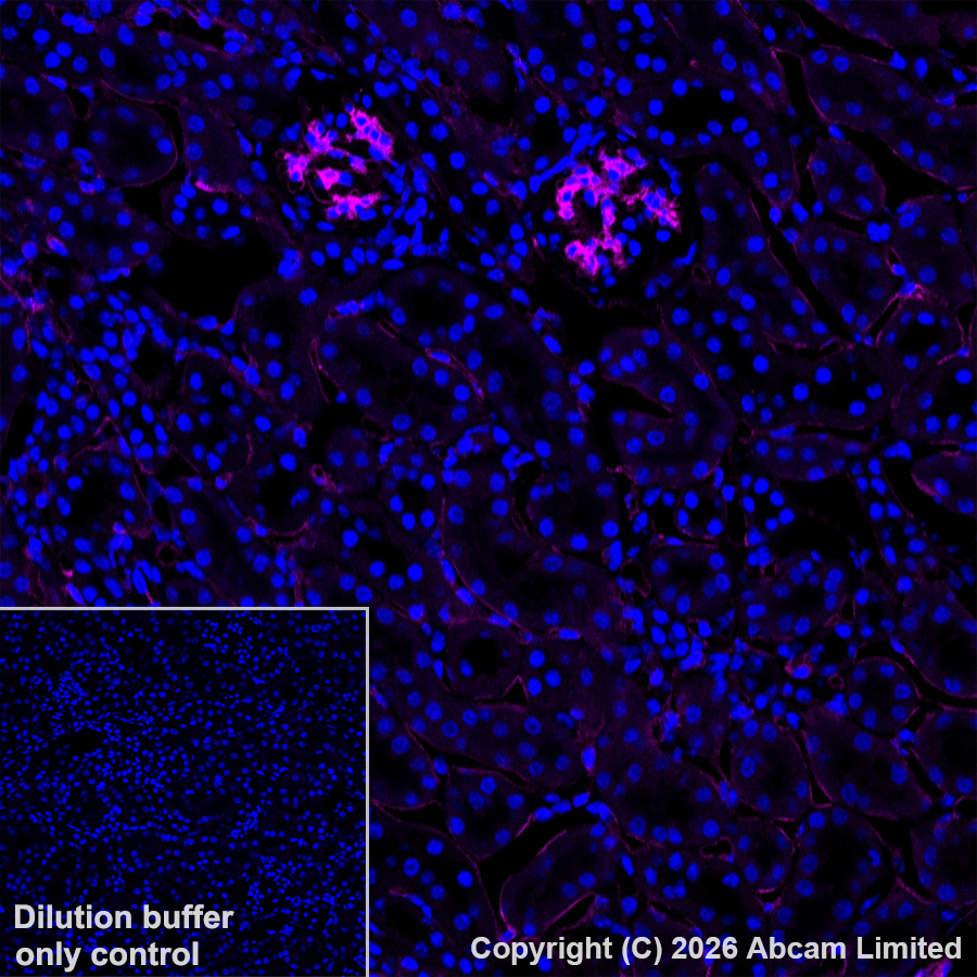 Goat anti-rabbit IgG (Alexa Fluor® 647) secondary antibody