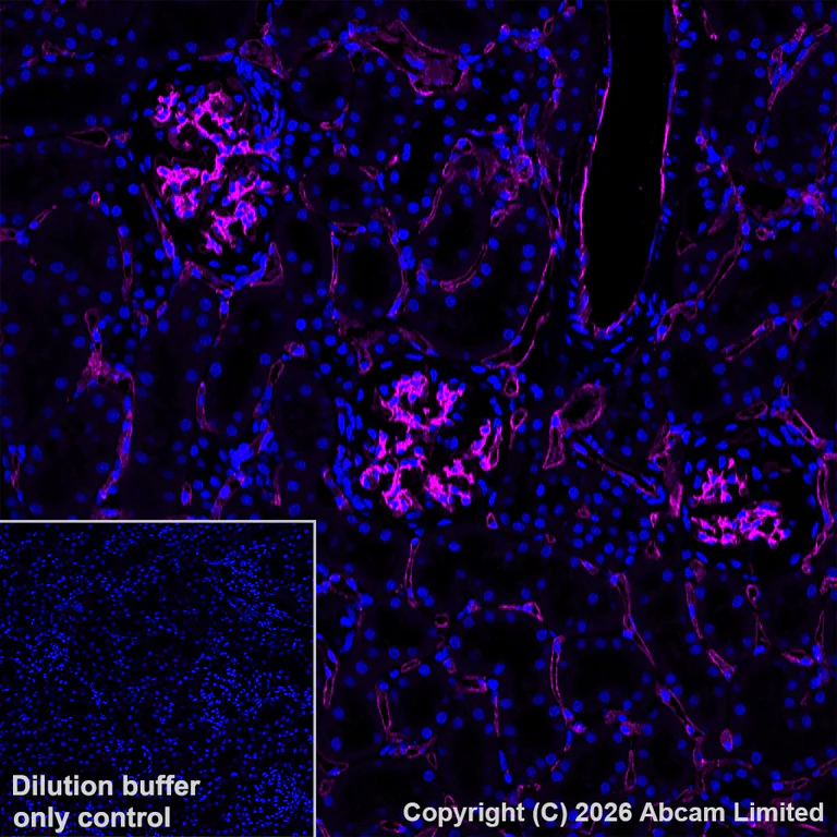 Immunohistochemistry (Frozen sections) - Goat Anti-Rabbit IgG H&L (Alexa Fluor® 647) (AB150079)