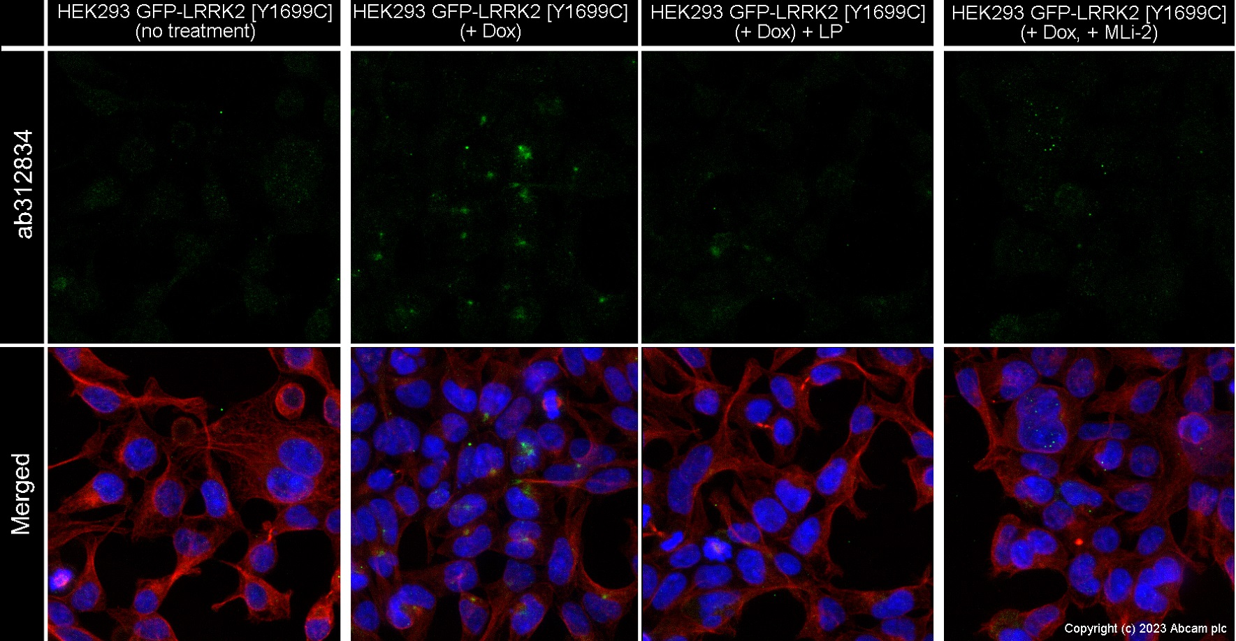 Goat anti-rabbit IgG (Alexa Fluor® 647) preadsorbed secondary