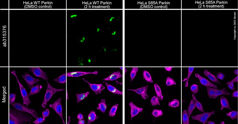 Immunocytochemistry/ Immunofluorescence - Goat Anti-Rabbit IgG H&L (Alexa Fluor® 647) preadsorbed (AB150083)