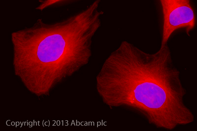 Anti-alpha Tubulin Alexa Fluor® 594 antibody [DM1A