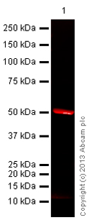 Western blot - Goat Anti-Rabbit IgG H&L (Alexa Fluor® 680) (AB175773), expandable thumbnail