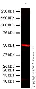Western blot - Goat Anti-Rabbit IgG H&L (Alexa Fluor® 680) (AB175773)