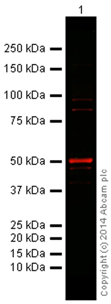 Western blot - Goat Anti-Rabbit IgG H&L (Alexa Fluor® 680) preadsorbed (AB186696), expandable thumbnail