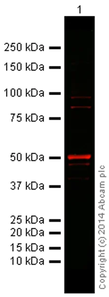 Western blot - Goat Anti-Rabbit IgG H&L (Alexa Fluor® 680) preadsorbed (AB186696)