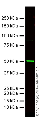 Western blot - Goat Anti-Rabbit IgG H&L (Alexa Fluor® 750) (AB175732)