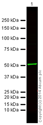 Western blot - Goat Anti-Rabbit IgG H&L (Alexa Fluor® 750) preadsorbed (AB175733), expandable thumbnail