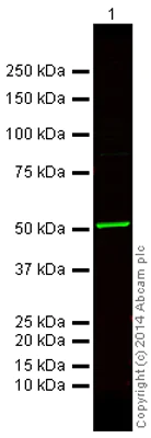 Western blot - Goat Anti-Rabbit IgG H&L (Alexa Fluor® 750) preadsorbed (AB175733)