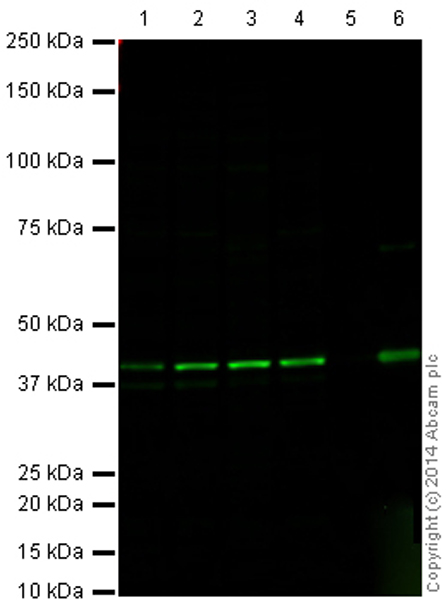 Western blot - Goat Anti-Rabbit IgG H&L (Alexa Fluor® 790) (ab175781), expandable thumbnail