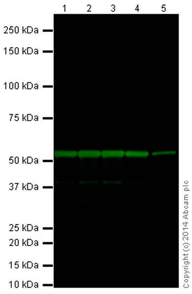 Western blot - Goat Anti-Rabbit IgG H&L (Alexa Fluor® 790) (ab175781), expandable thumbnail