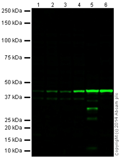 Western blot - Goat Anti-Rabbit IgG H&L (Alexa Fluor® 790) (ab175781), expandable thumbnail
