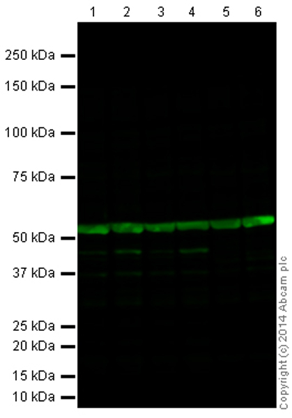 Western blot - Goat Anti-Rabbit IgG H&L (Alexa Fluor® 790) (ab175781), expandable thumbnail