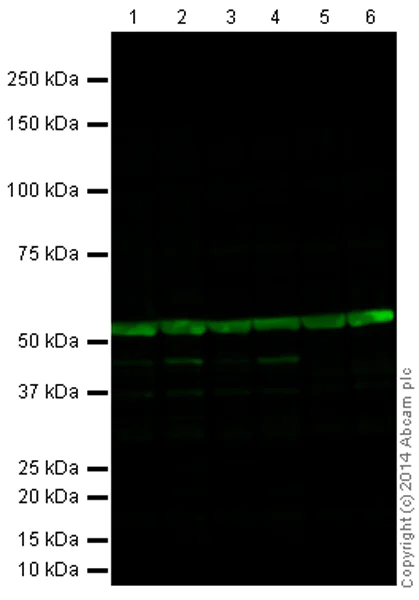 Western blot - Goat Anti-Rabbit IgG H&L (Alexa Fluor® 790) (AB175781)