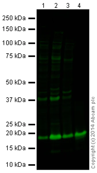 Western blot - Goat Anti-Rabbit IgG H&L (Alexa Fluor® 790) (AB175781)