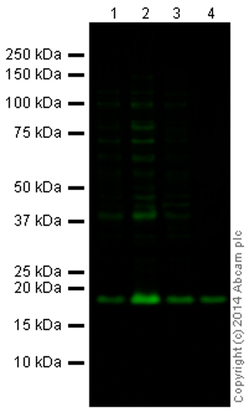 Western blot - Goat Anti-Rabbit IgG H&L (Alexa Fluor® 790) (AB175781), expandable thumbnail