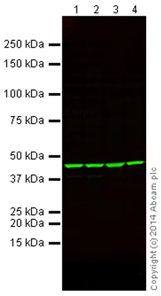 Western blot - Goat Anti-Rabbit IgG H&L (Alexa Fluor® 790) (AB175781)