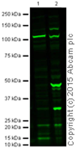 Western blot - Goat Anti-Rabbit IgG H&L (Alexa Fluor® 790) (AB175781)