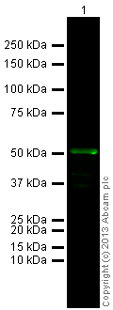 Western blot - Goat Anti-Rabbit IgG H&L (Alexa Fluor® 790) (AB175781), expandable thumbnail