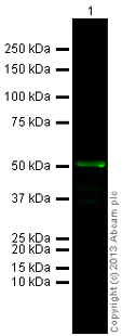 Western blot - Goat Anti-Rabbit IgG H&L (Alexa Fluor® 790) (AB175781)