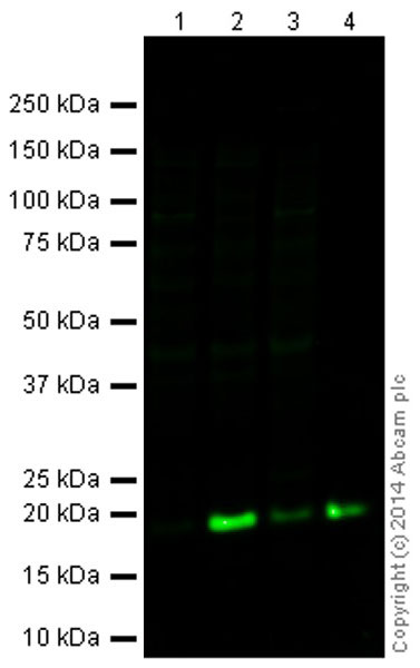 Western blot - Goat Anti-Rabbit IgG H&L (Alexa Fluor® 790) (AB175781), expandable thumbnail