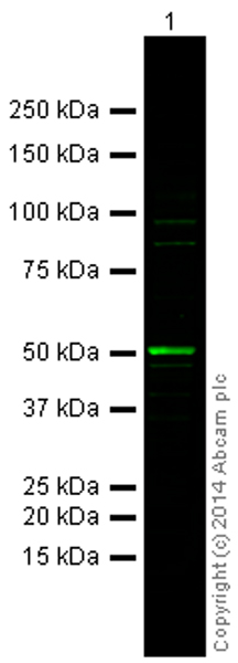Western blot - Goat Anti-Rabbit IgG H&L (Alexa Fluor® 790) preadsorbed (AB186697), expandable thumbnail