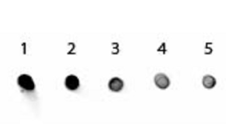 Dot Blot - Goat Anti-Rabbit IgG H&L (Alkaline Phosphatase) (AB6722), expandable thumbnail