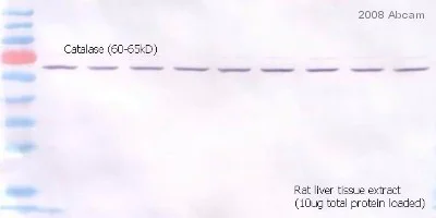 Western blot - Goat Anti-Rabbit IgG H&L (Alkaline Phosphatase) (AB6722)