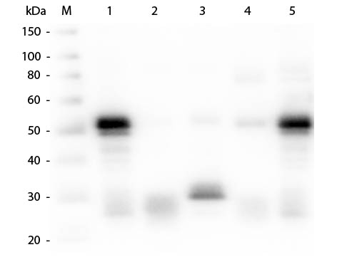 Western blot - Goat Anti-Rabbit IgG H&L (Alkaline Phosphatase) (AB6722), expandable thumbnail