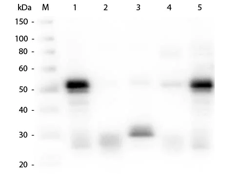 Western blot - Goat Anti-Rabbit IgG H&L (Alkaline Phosphatase) (AB6722)